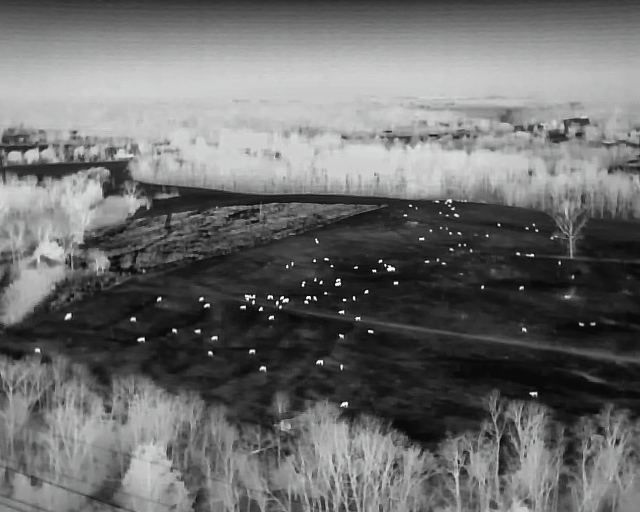 Thermal drone scan — Search and Recovery